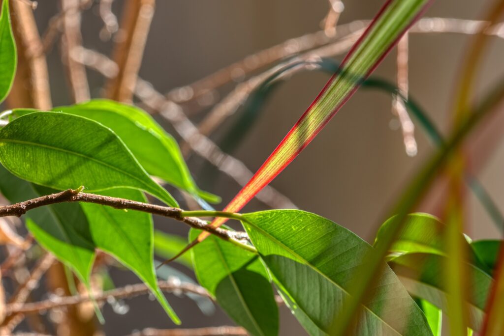 fikus ficus elastica