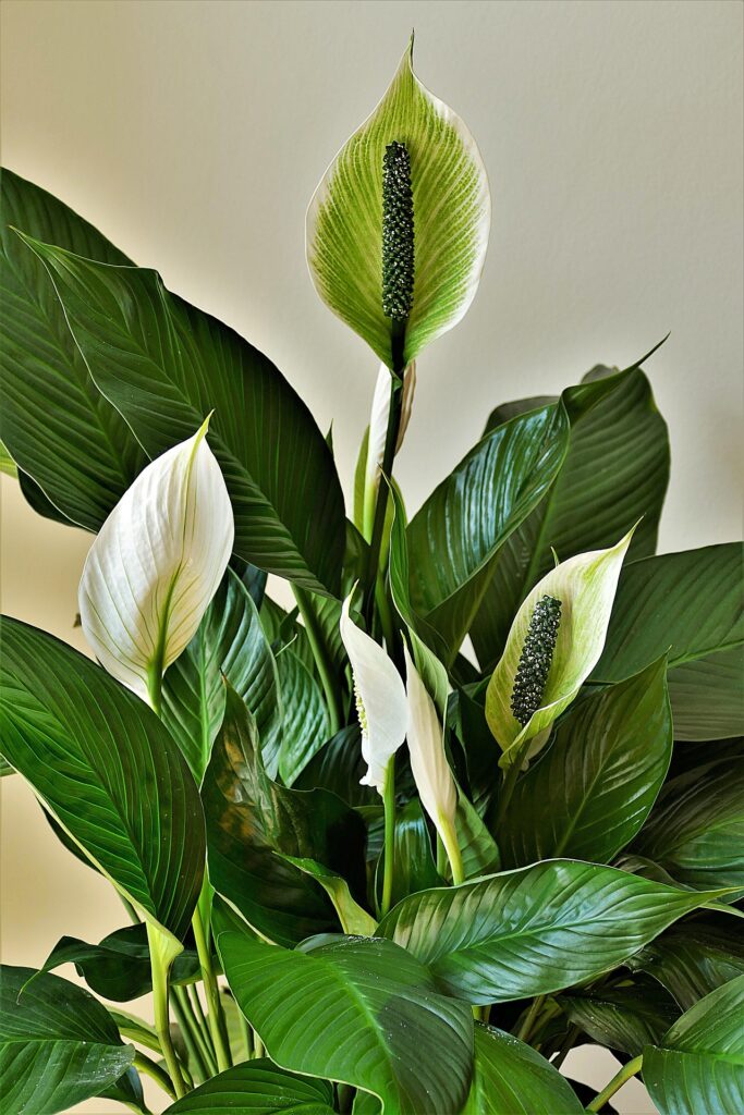 fredskalla spathiphyllum