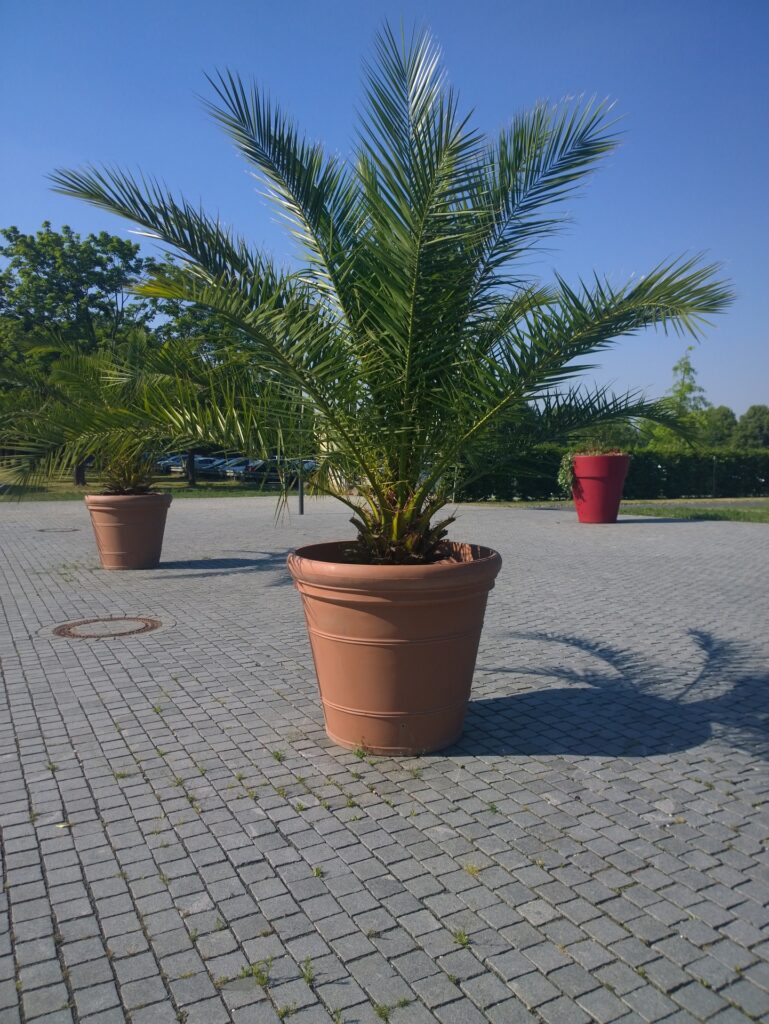 guldpalm dypsis lutescens