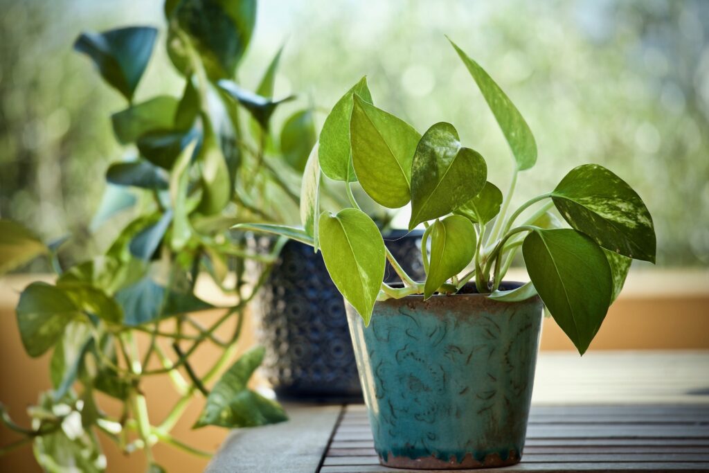 gullranka epipremnum aureum