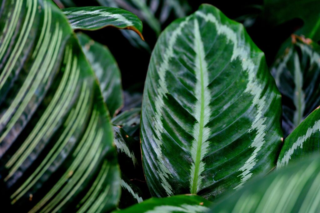 kalatea calathea