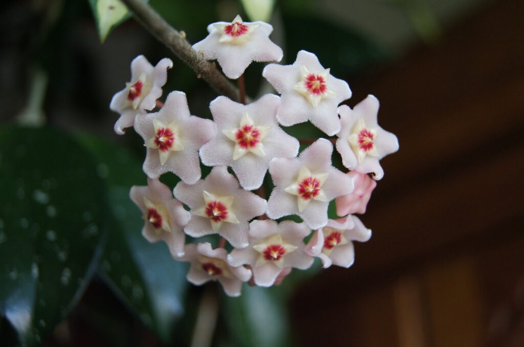 porslinsblomma hoya carnosa