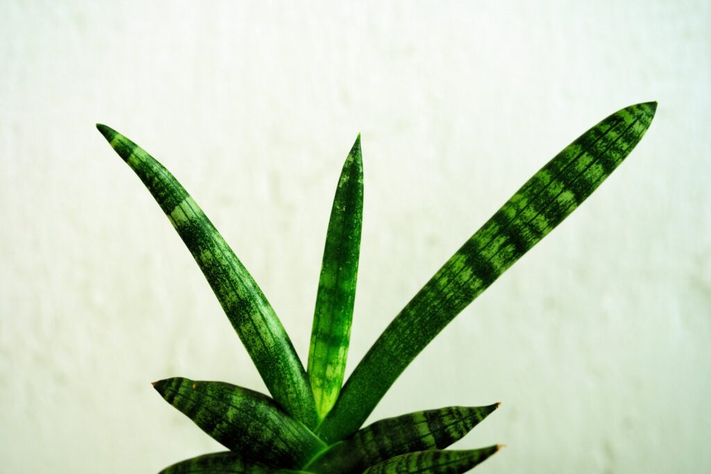 svärmorstunga sansevieria trifasciata